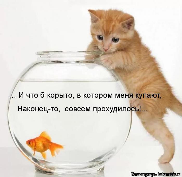 4743317_kotomatritsa_m (700x681, 39Kb)