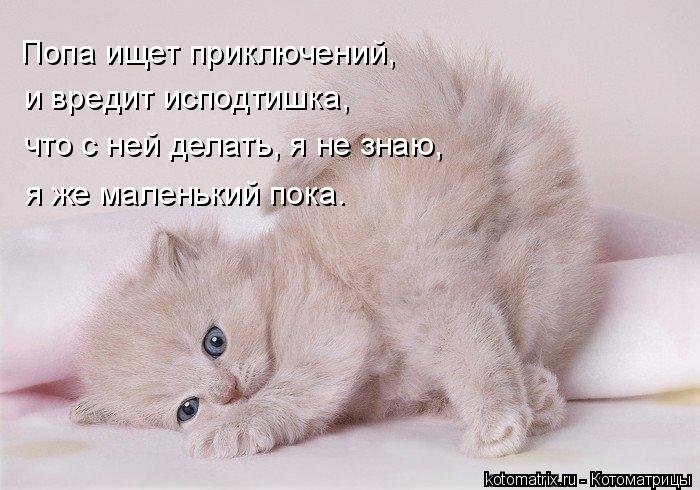 4743317_kotomatritsa_l (700x490, 64Kb)