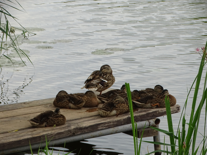 DSC00786 (700x525, 393Kb)