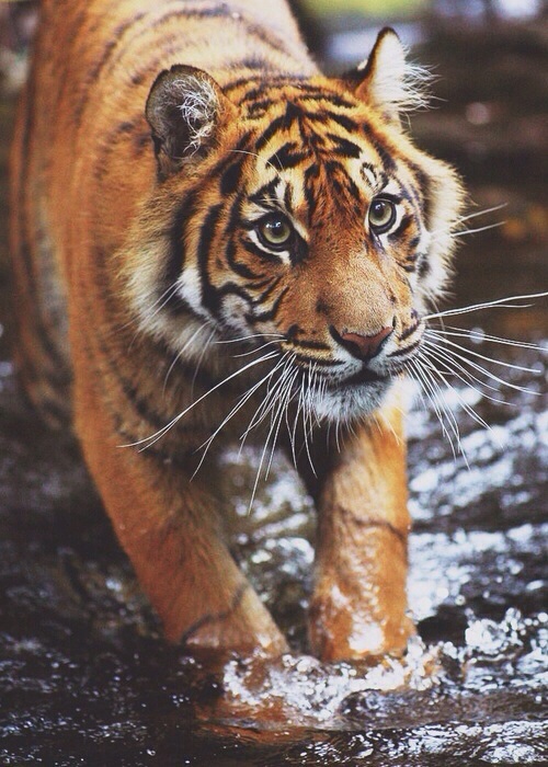  (500x700, 153Kb)