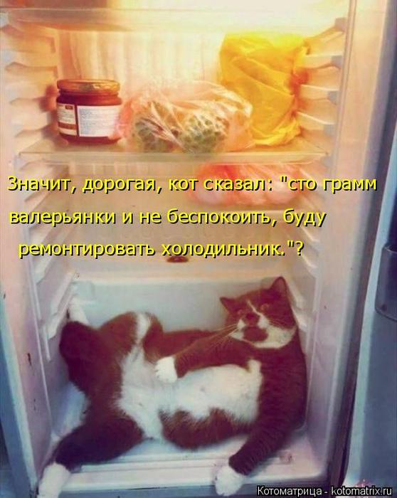 4743317_kotomatritsa_X (558x700, 53Kb)