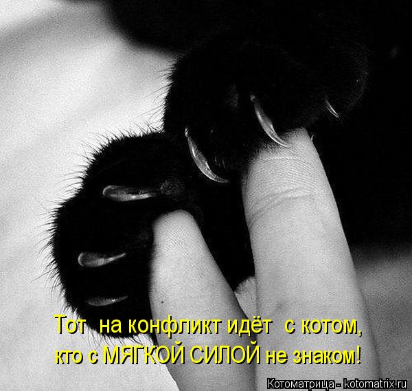 4743317_kotomatritsa_w (600x569, 54Kb)