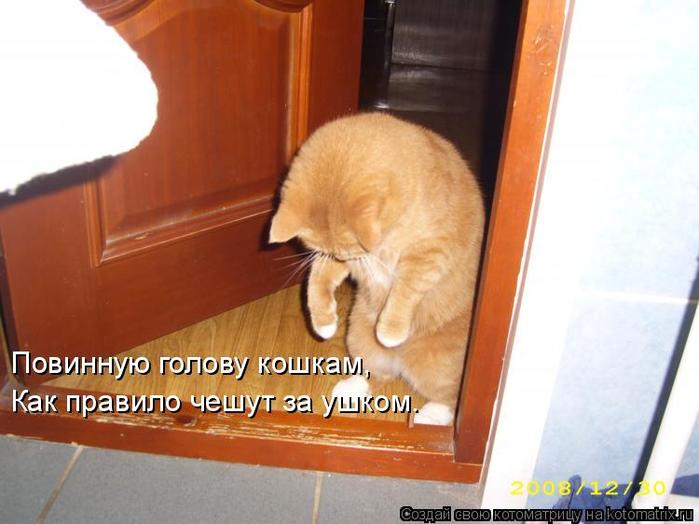 4743317_kotomatritsa_MC (700x524, 44Kb)