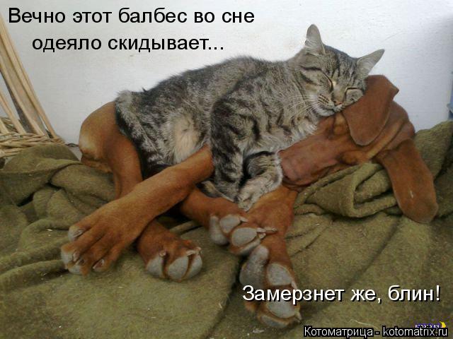4743317_kotomatritsa_cf (640x480, 52Kb)