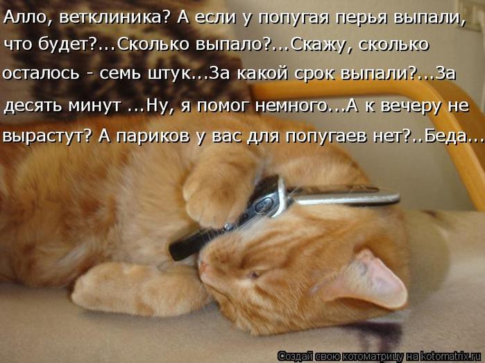 4743317_kotomatritsa_HA (700x524, 62Kb)