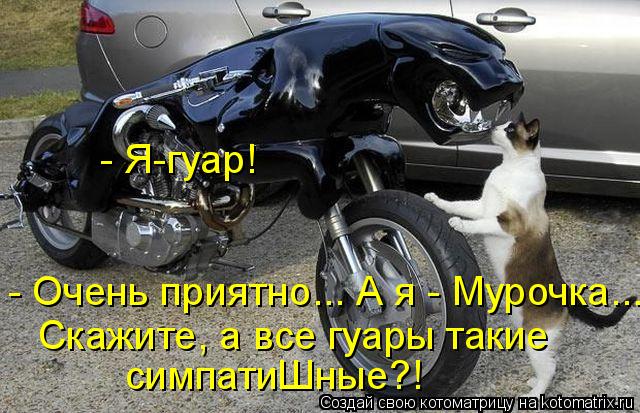 4743317_kotomatritsa_I (640x413, 72Kb)