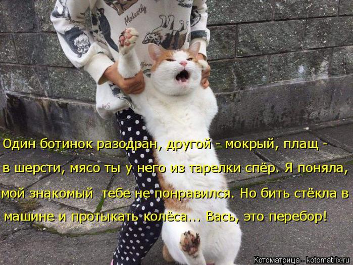 4743317_kotomatritsa_9f (700x524, 90Kb)