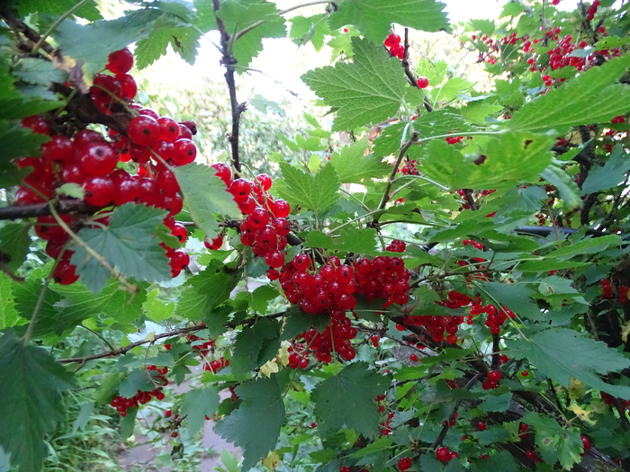 DSC00037 (700x525, 551Kb)