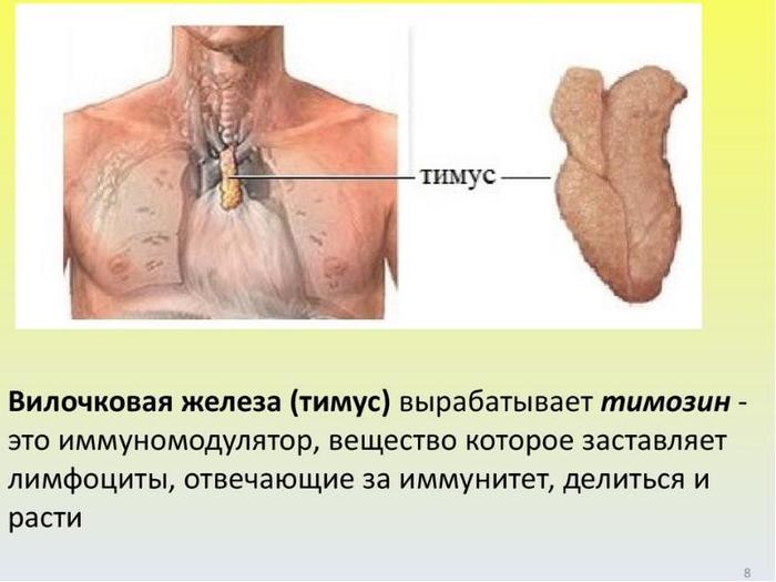 вилочковая железа2 (600x400, 41Kb)