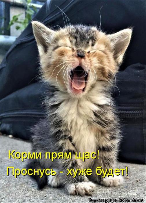 4743317_kotomatritsa_I (504x700, 67Kb)