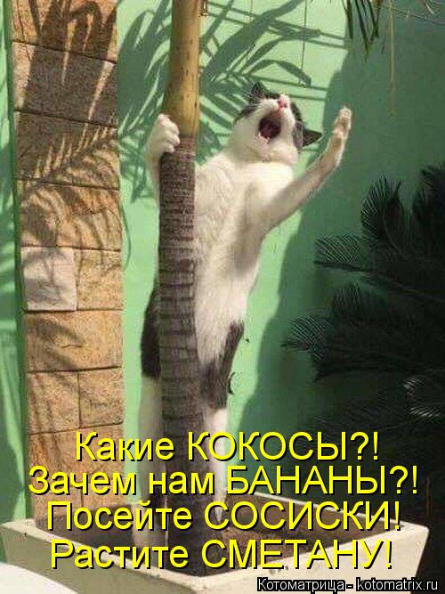 4743317_kotomatritsa_o (500x667, 75Kb)