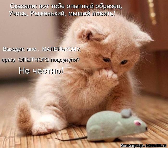 4743317_kotomatritsa_Z (700x616, 63Kb)