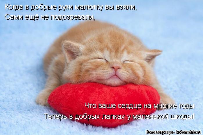 4743317_kotomatritsa_B (700x466, 47Kb)