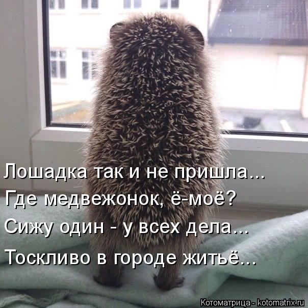 4743317_kotomatritsa_6W (604x604, 62Kb)