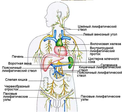 4026647_137748954_4026647_97074273_zdorove_Limfaticheskayasistema (425x392, 38Kb)