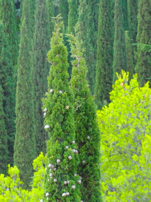 DSC05908 (525x700, 197Kb)
