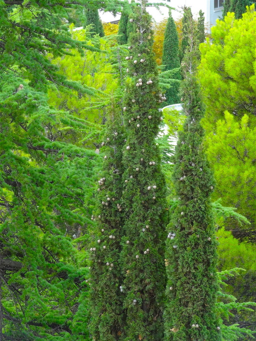 DSC05909 (525x700, 254Kb)