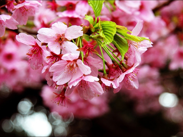cvetenie-makro-vesna-sakura-spring-blossom-sakura-flowering-trees (700x525, 372Kb)
