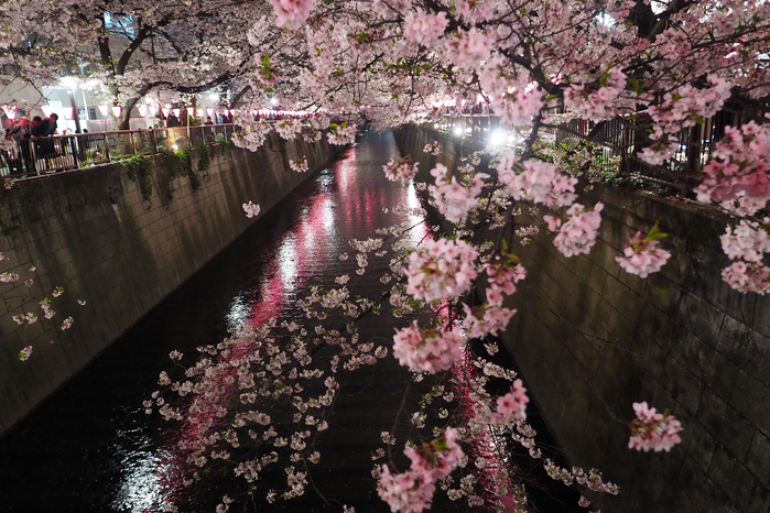 Japan-branch-cherry-blossom-blossom-Pen-spring-Tokyo-Olympus-Jp-tree-flower-plant-season-cherry-sakura-flora-12mmf20-mzuiko-penf-zuiko-mzuikodigitaled12mmf20-cherryblossoms-meouroriver-botany-495913 (700x466, 462Kb)