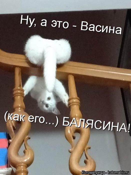 4743317_kotomatritsa_P (524x700, 46Kb)