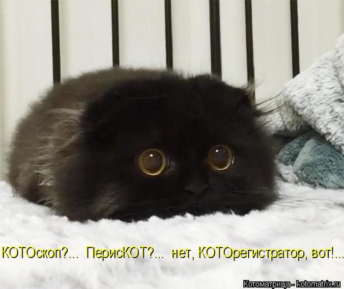 4743317_kotomatritsa_rm (700x589, 41Kb)
