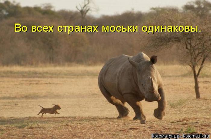 4743317_kotomatritsa_K (700x462, 45Kb)