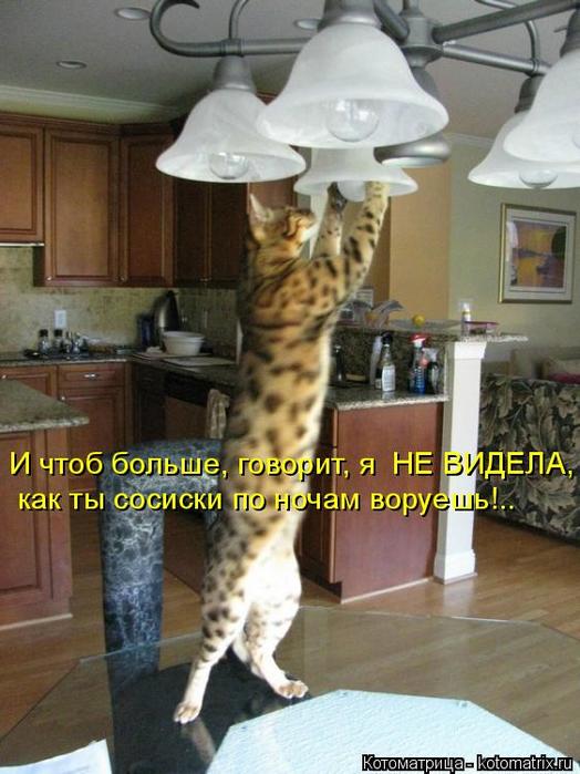 4743317_kotomatritsa__ (524x700, 57Kb)