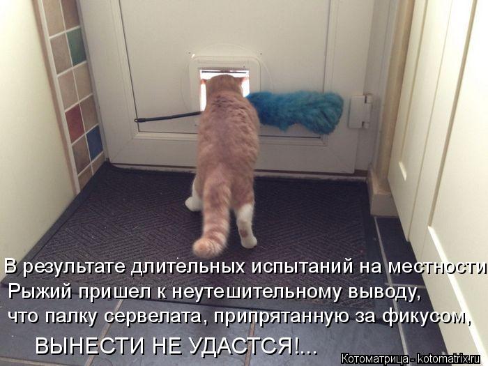 4743317_kotomatritsa_8 (700x525, 58Kb)