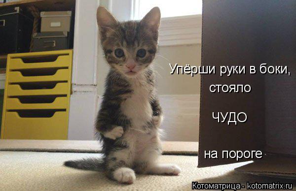 4743317_kotomatritsa_j_1 (600x388, 35Kb)