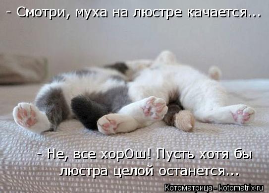4743317_kotomatritsa_f (543x389, 35Kb)
