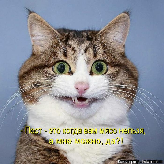 4743317_kotomatritsa_1i (700x700, 78Kb)