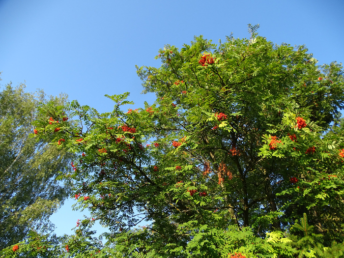 DSC00081 (700x525, 649Kb)