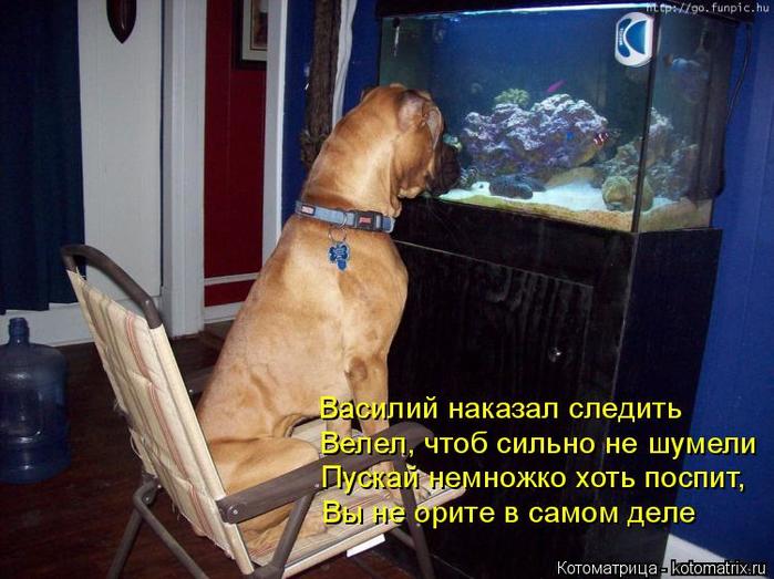 4743317_kotomatritsa_s (700x523, 61Kb)