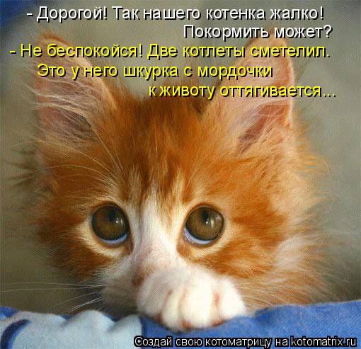 4743317_kotomatritsa_c (510x493, 56Kb)