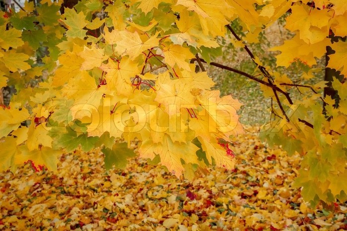 5152557_8162367detailofmapletreeinparkinautumn (700x466, 127Kb)