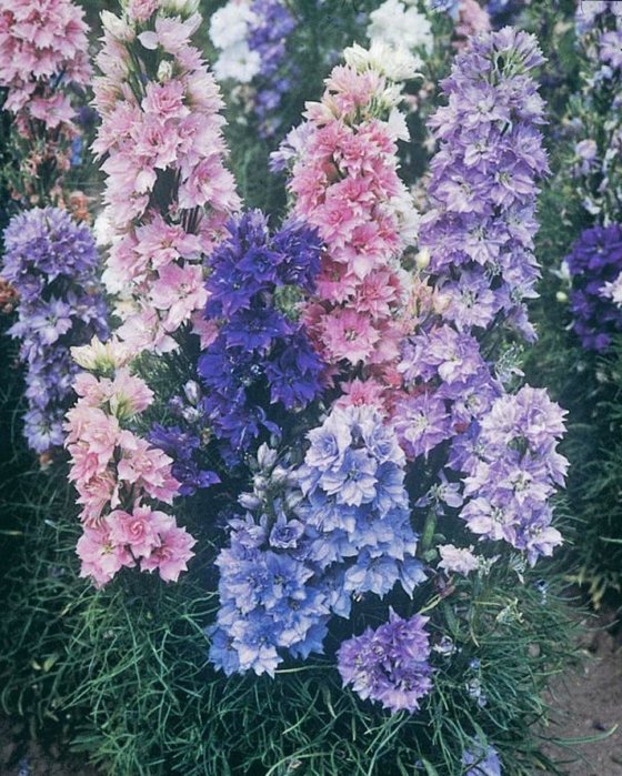 дельфиниум однолетний (560x700, 126Kb)