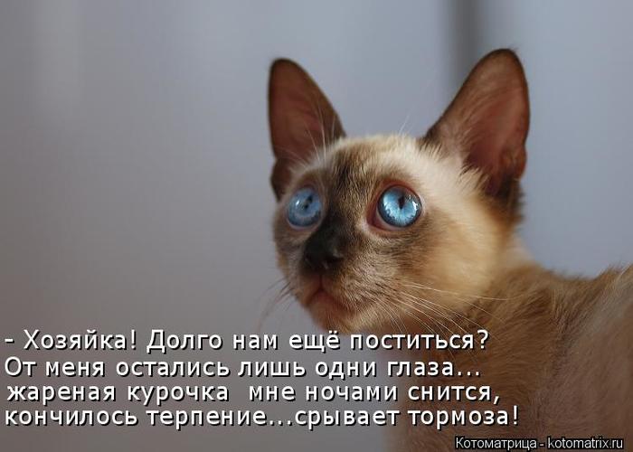 4743317_kotomatritsa_t (700x500, 42Kb)