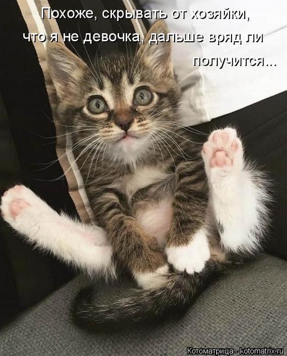 4743317_kotomatritsa_T (564x700, 67Kb)