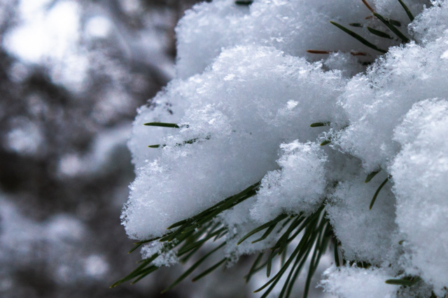 DSC04022 (640x425, 278Kb)