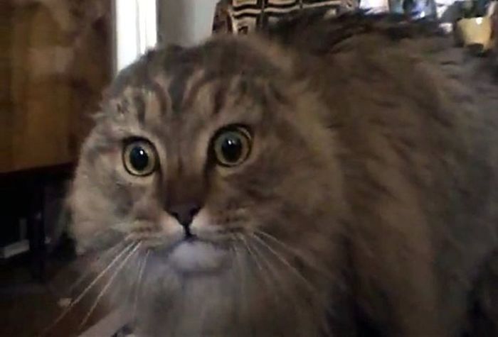 no-no-no-cat-5b0316050e23d900377e7005 (700x475, 28Kb)