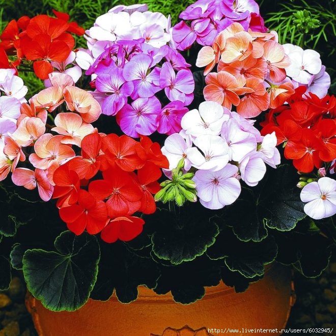 6032945_Kzf9Psd3oqg (660x660, 295Kb)