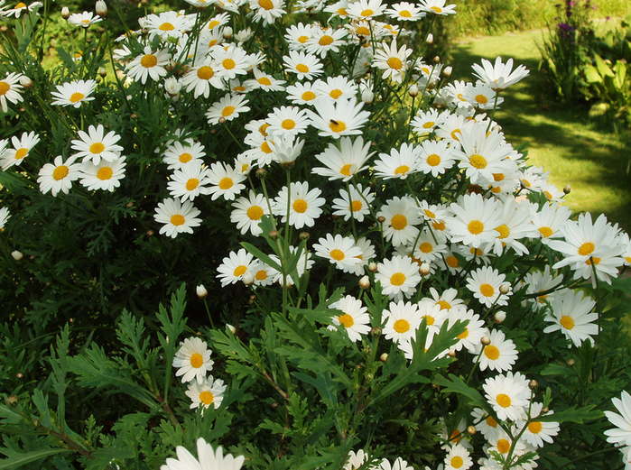 All sizes  The Flowers of Sofiero Castle  Flickr - Phto Sharing! (700x521, 751Kb)