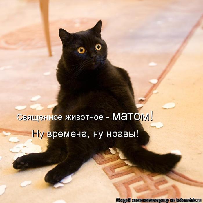 4743317_kotomatritsa_p (700x700, 50Kb)