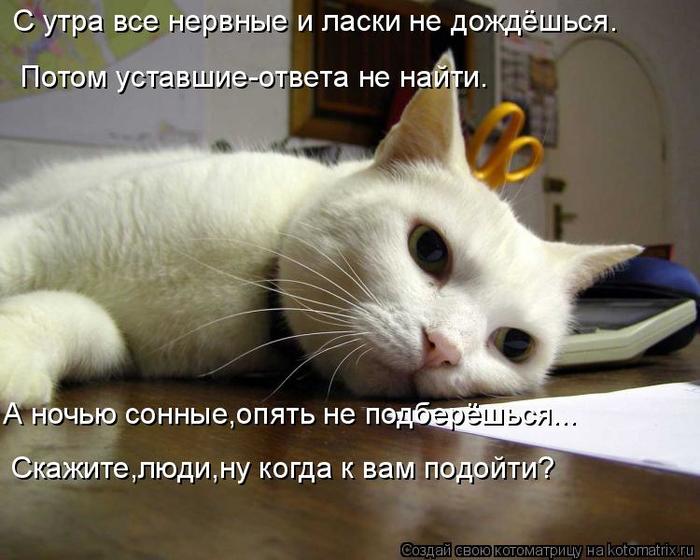 4743317_kotomatritsa_qq (700x560, 58Kb)