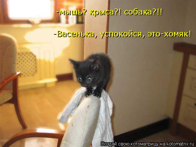 4743317_kotomatritsa_Eq (660x495, 35Kb)
