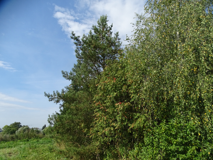 DSC00060 (700x525, 553Kb)
