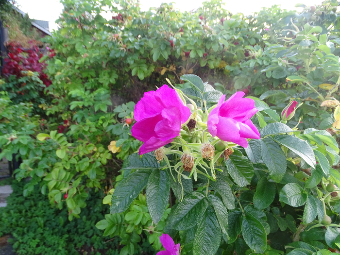 DSC00096 (700x525, 527Kb)