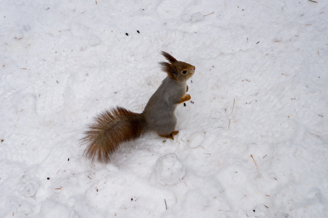 DSC04124 (640x425, 207Kb)