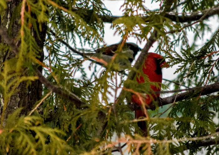 ptic (700x494, 490Kb)