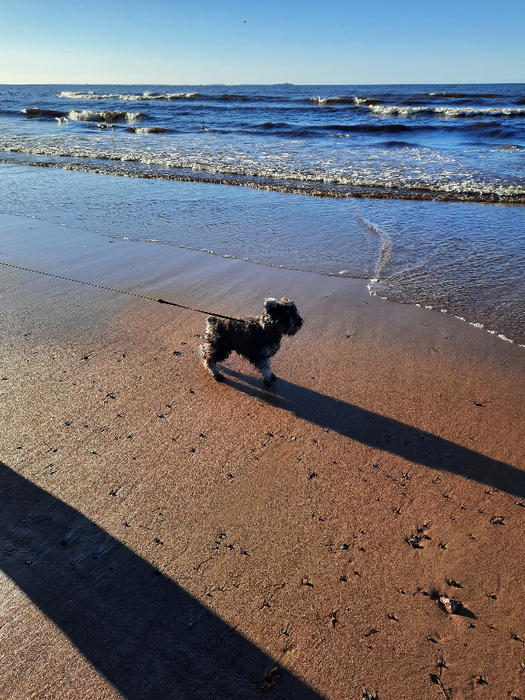 20201108_123342 (525x700, 550Kb)